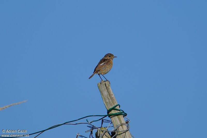 European Stonechat female adult