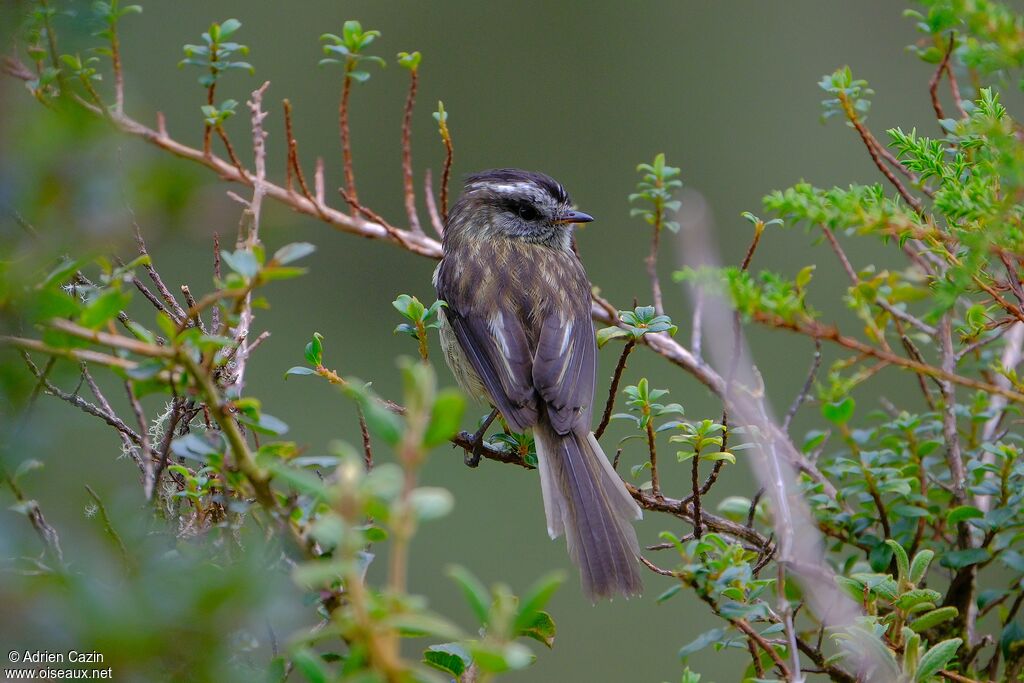Taurillon agileadulte, identification