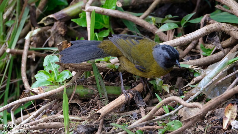 Large-footed Finchadult, identification