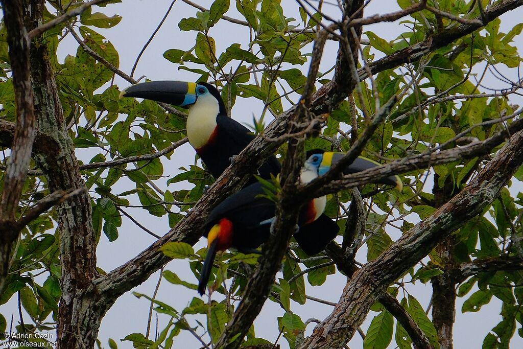 White-throated Toucanadult