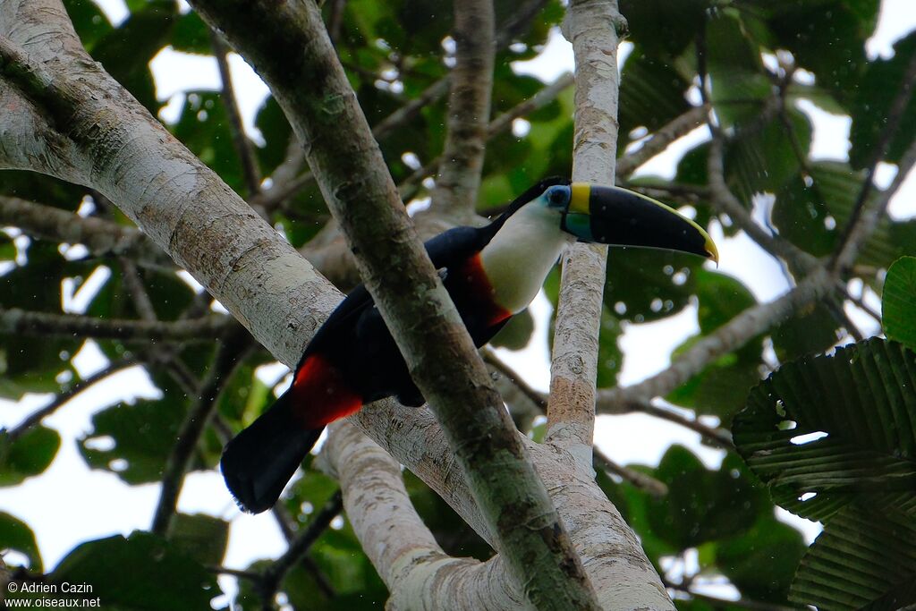 White-throated Toucanadult