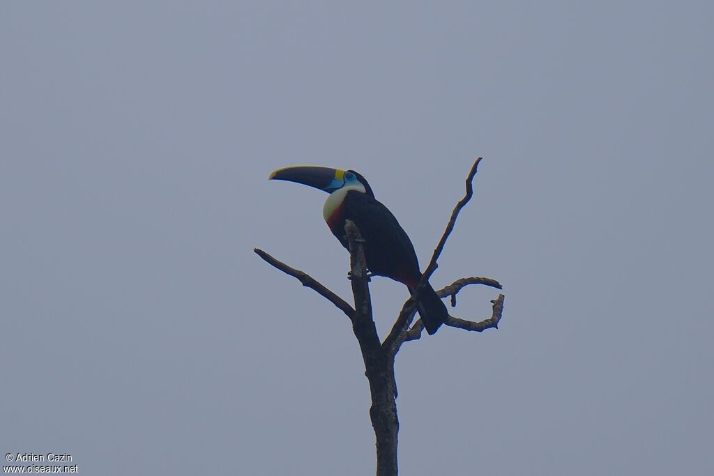 White-throated Toucanadult