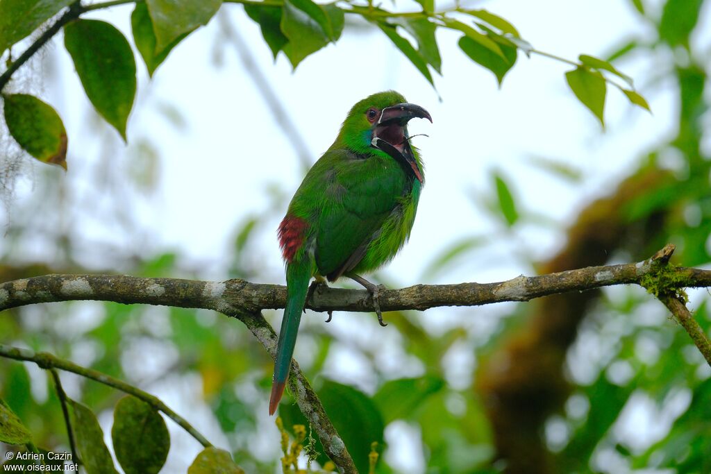Crimson-rumped Toucanetadult, Behaviour