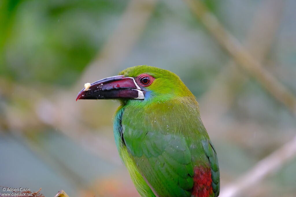 Toucanet à croupion rougeadulte, portrait