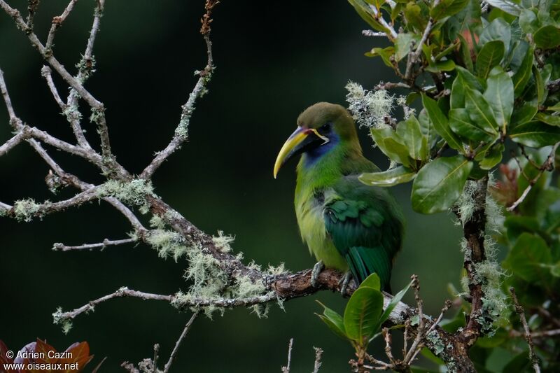 Toucanet émeraudeadulte, identification