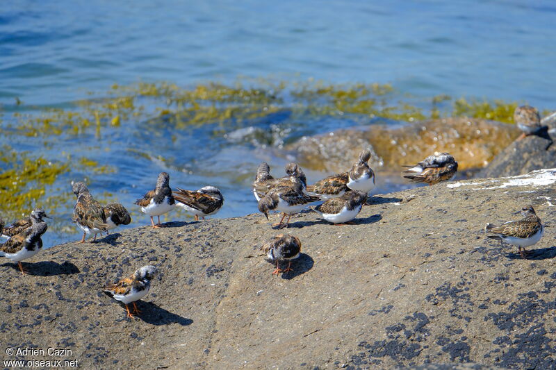 Ruddy Turnstone