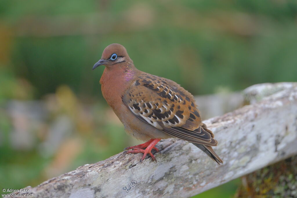 Tourterelle des Galapagosadulte, identification