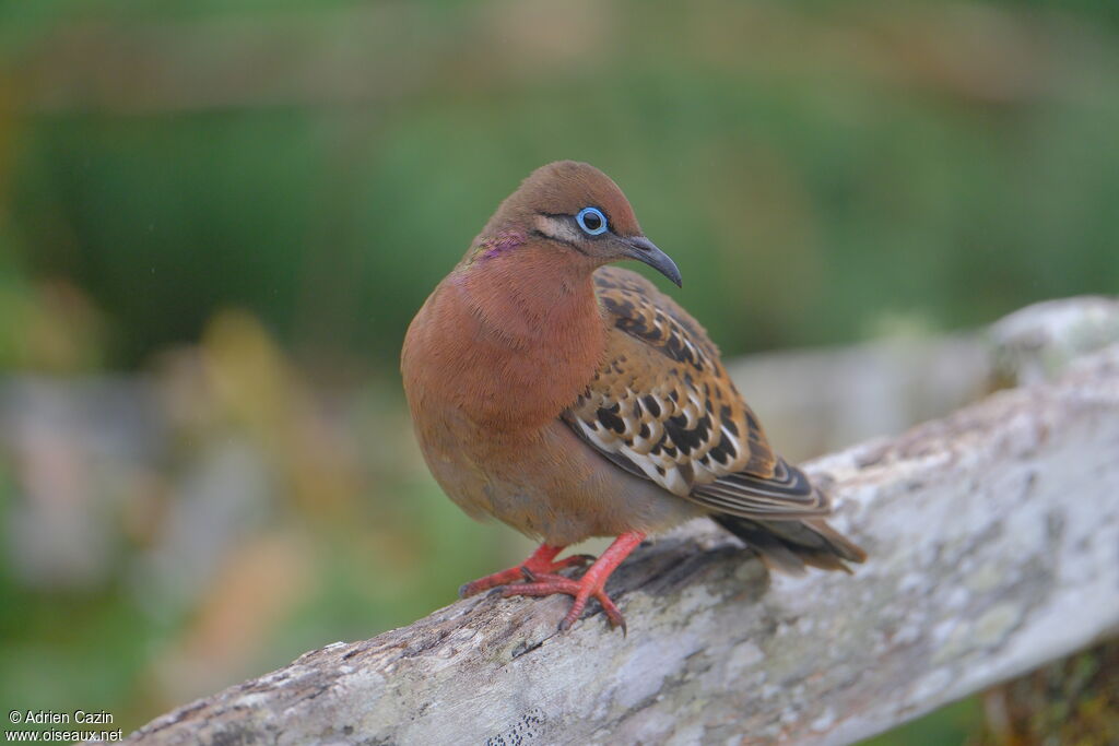 Tourterelle des Galapagosadulte, identification