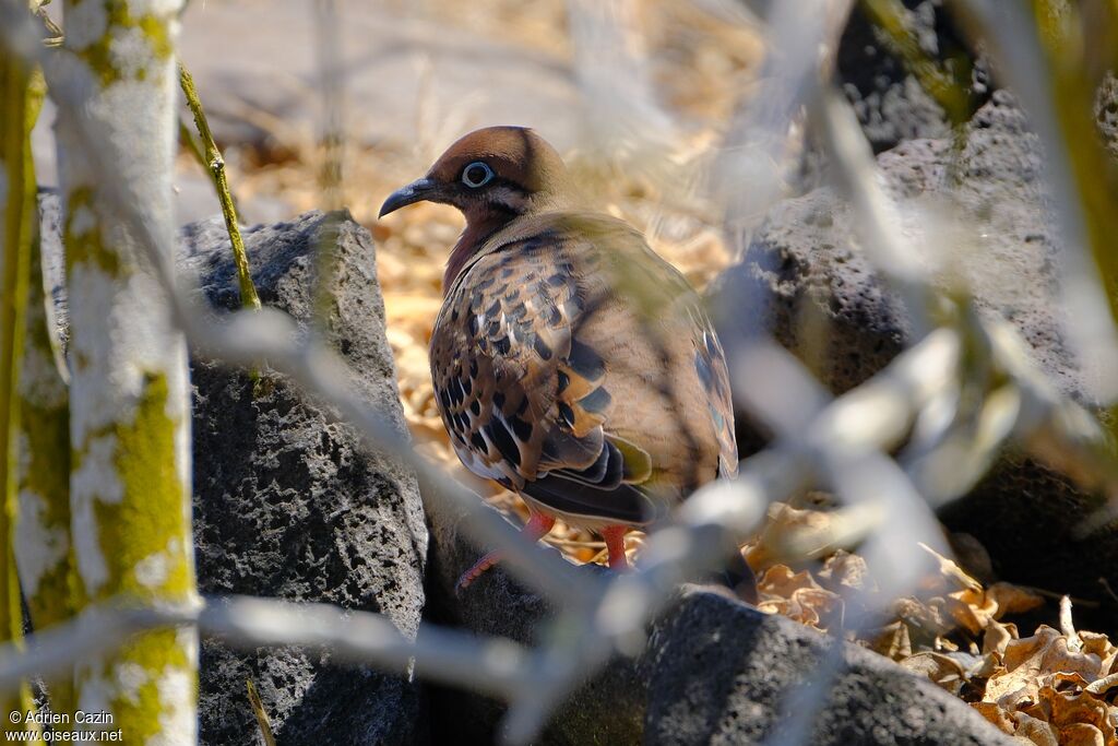 Tourterelle des Galapagosadulte