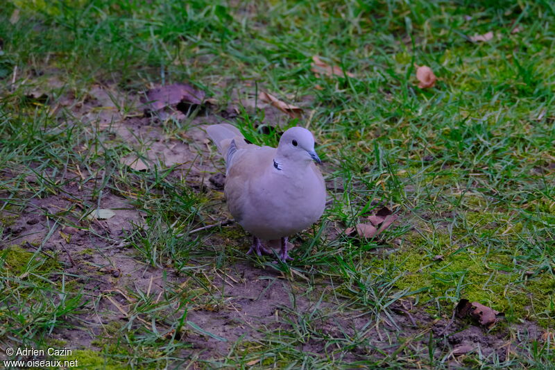 Eurasian Collared Doveadult