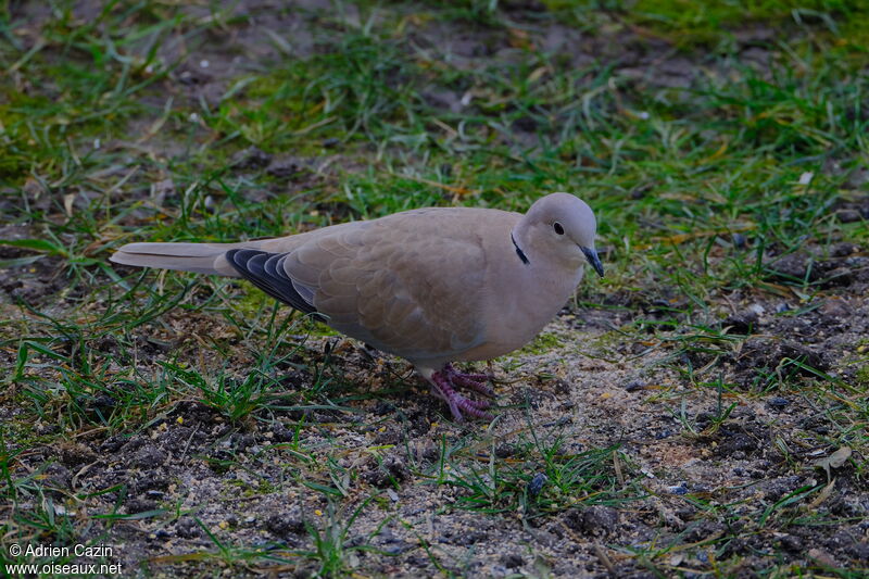 Eurasian Collared Doveadult