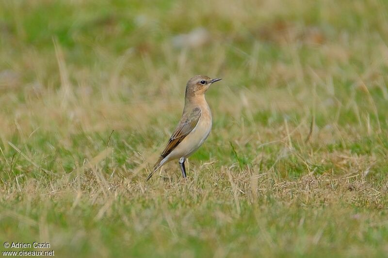 Northern Wheatear female adult breeding, identification