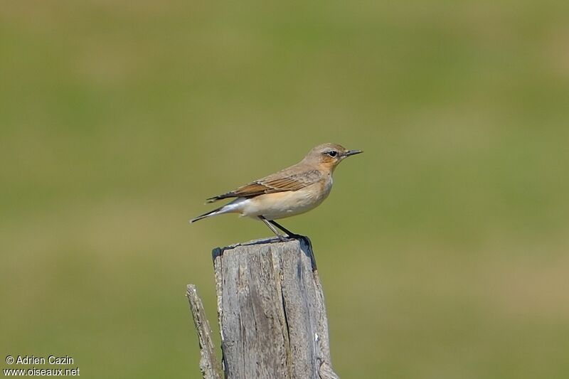 Northern Wheatear female adult breeding