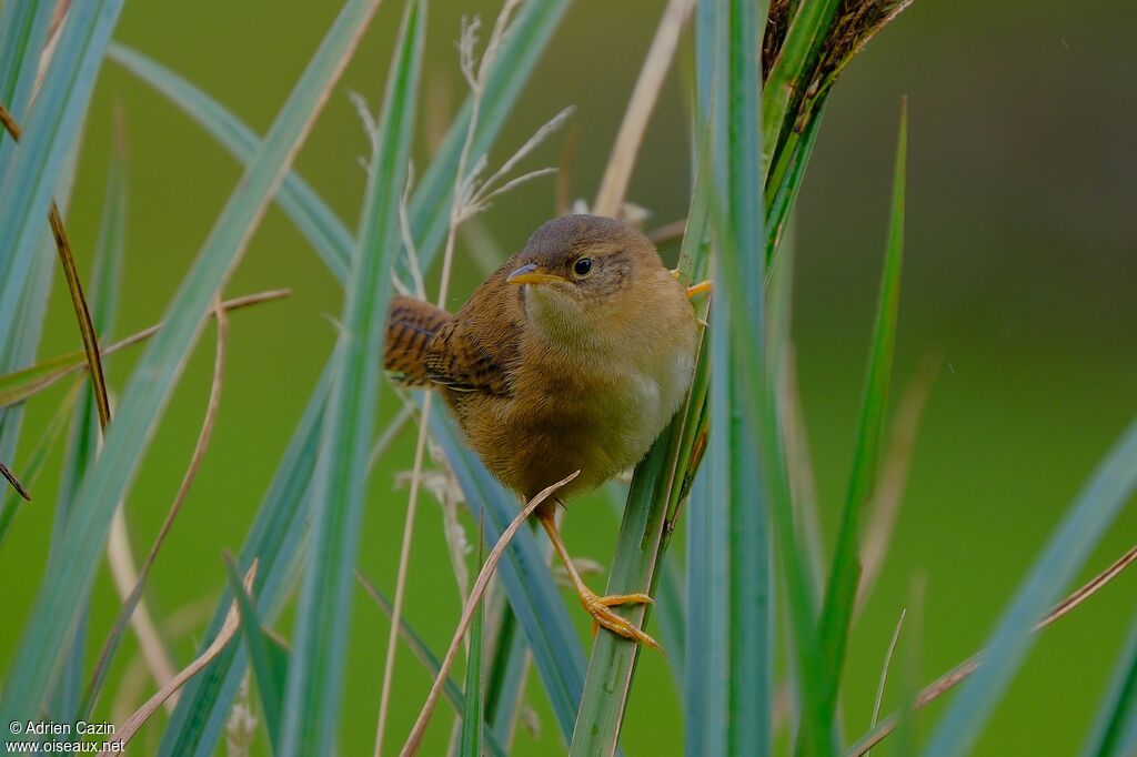 Southern House Wrenadult, identification