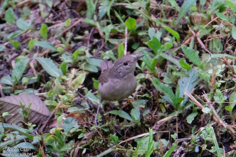 House Wren