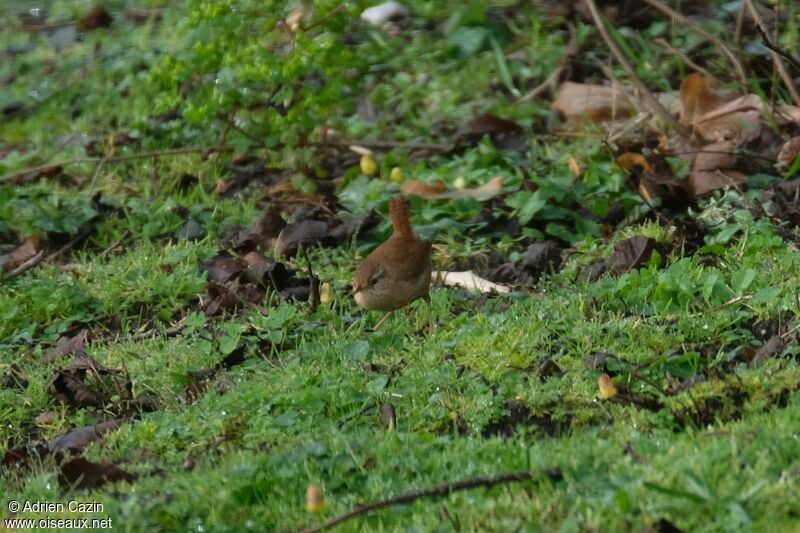 Eurasian Wren