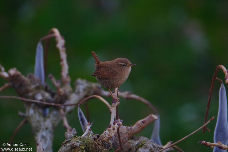 Eurasian Wrenadult