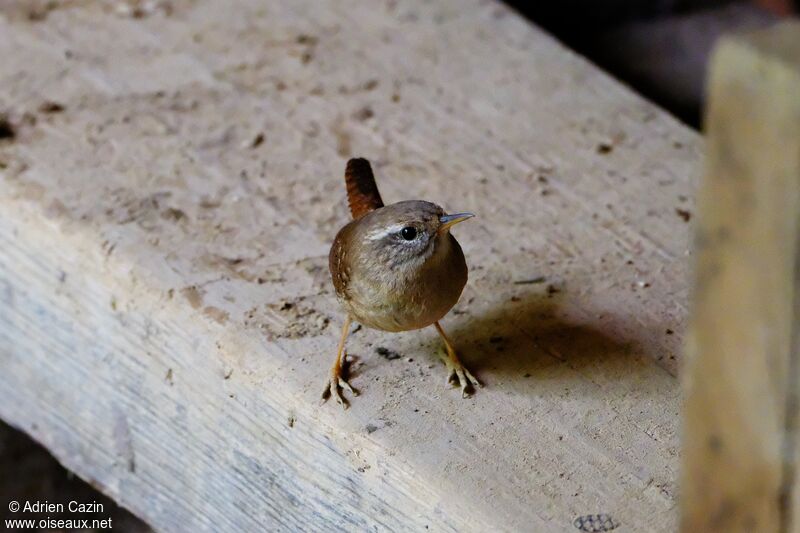 Eurasian Wrenadult, identification