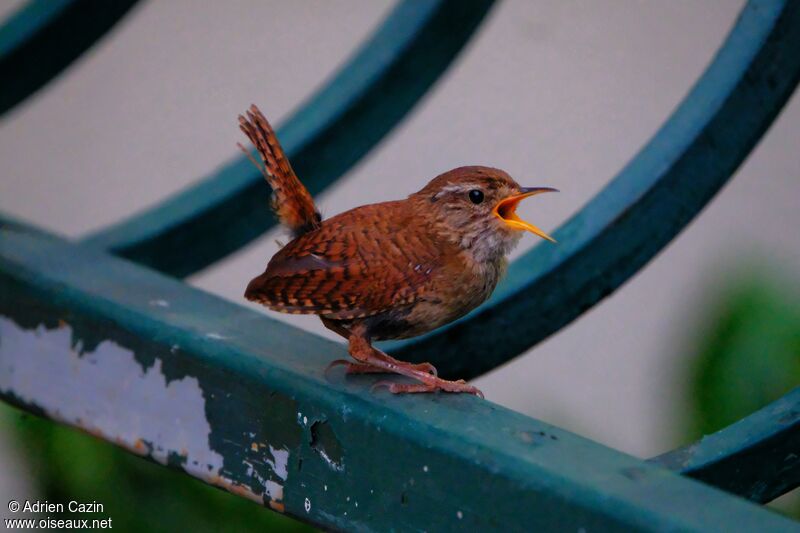 Eurasian Wrenadult, identification, song