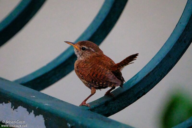 Eurasian Wrenadult, identification