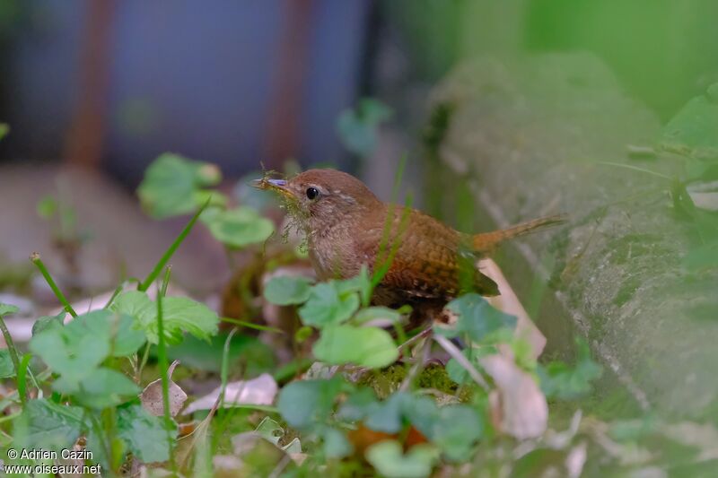 Eurasian Wrenadult, Reproduction-nesting