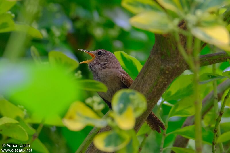 Eurasian Wrenadult, identification, song