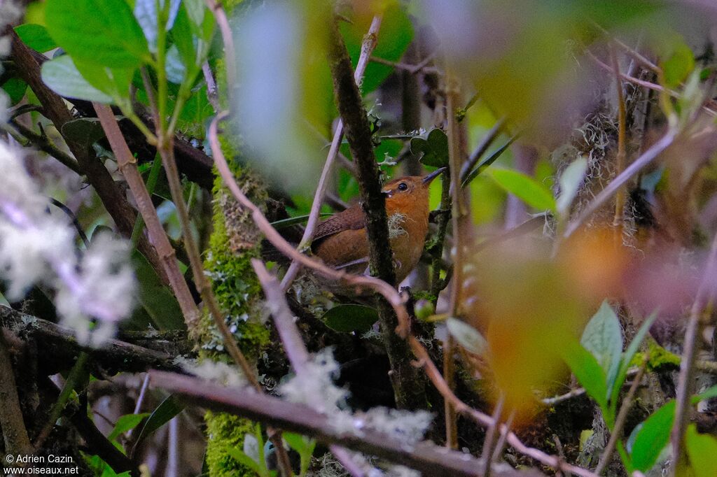 Mountain Wrenadult