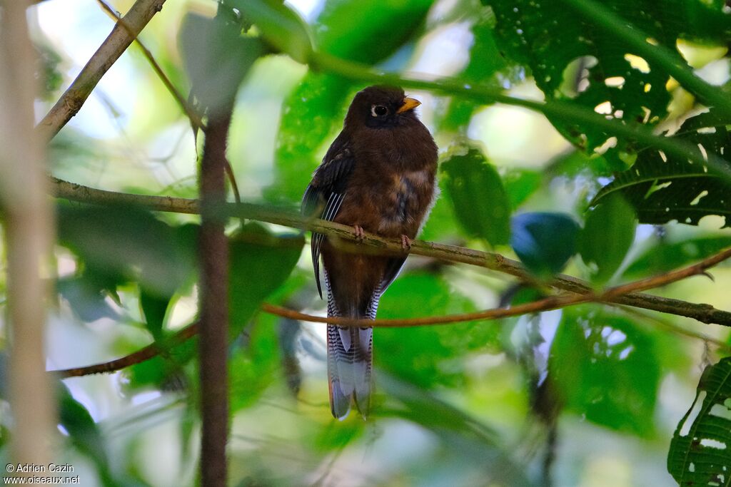 Masked Trogonjuvenile