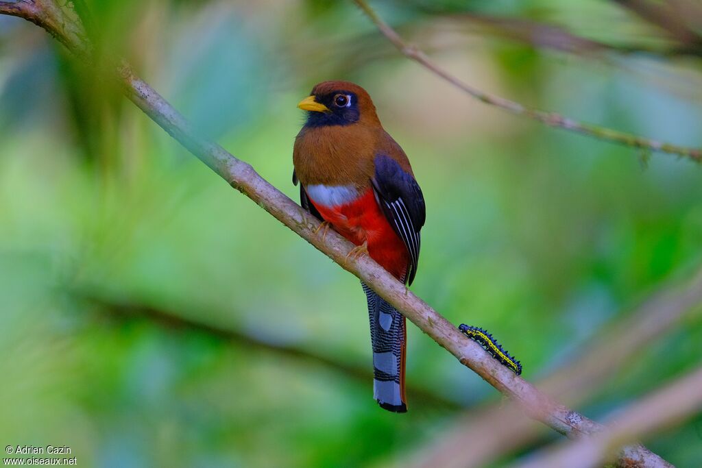 Masked Trogon female adult, identification