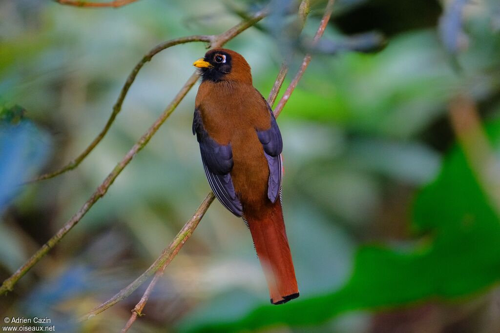 Masked Trogon female adult