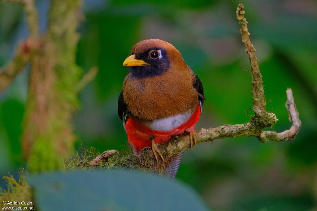Masked Trogon female adult, close-up portrait