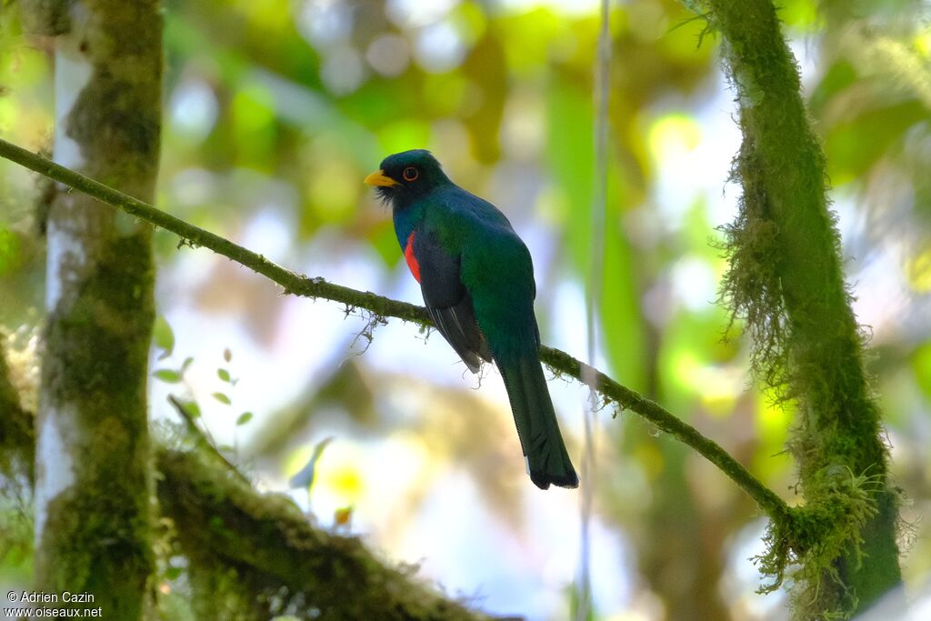 Masked Trogon male adult