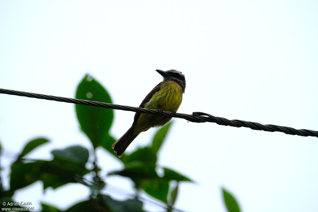 Golden-bellied Flycatcher