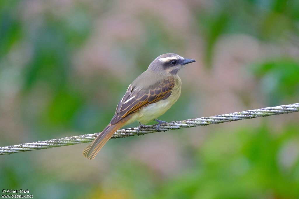 Golden-bellied Flycatcher