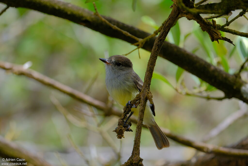 Galapagos Flycatcheradult
