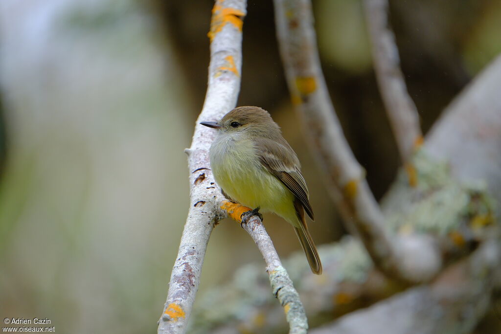 Galapagos Flycatcher