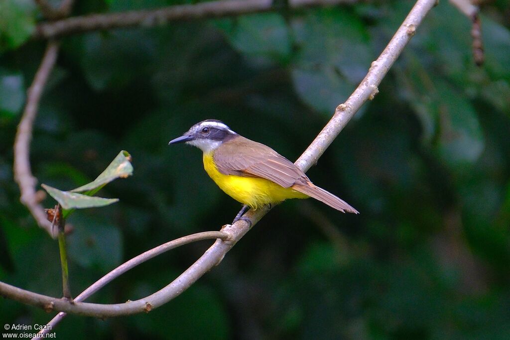 Lesser Kiskadeeadult