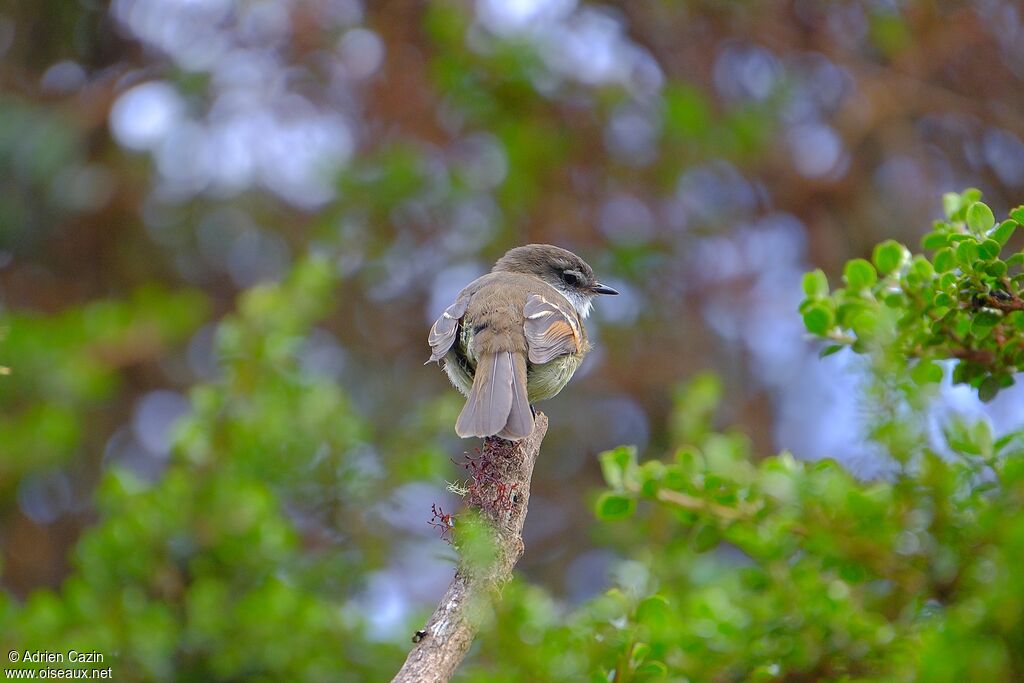 White-throated Tyrannuletadult