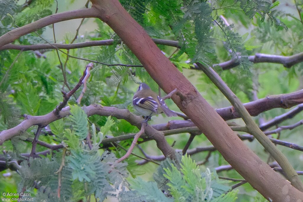Tyranneau à sourcils blancsadulte
