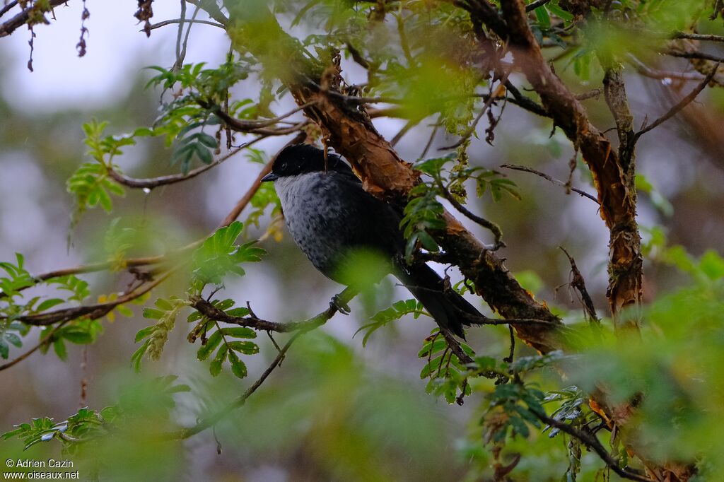 Black-backed Bush Tanageradult
