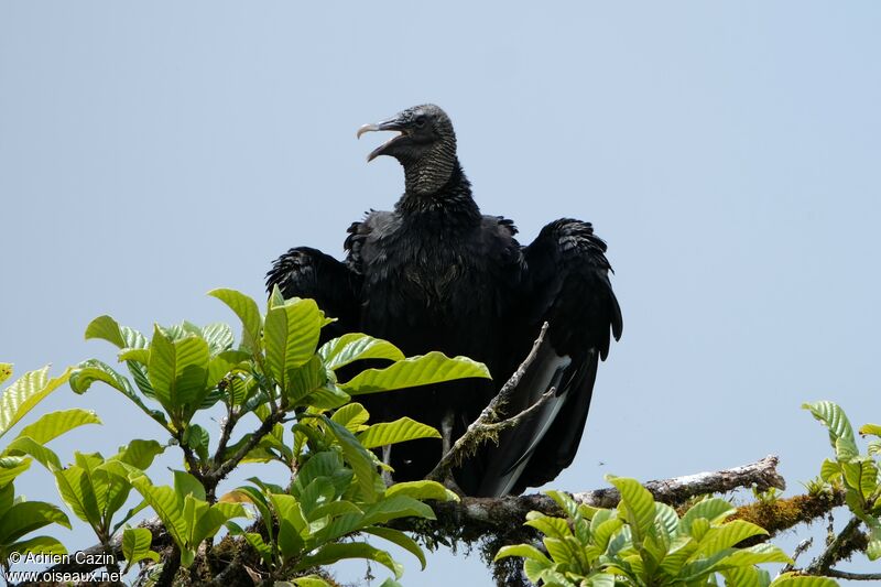 Urubu noiradulte, identification, chant