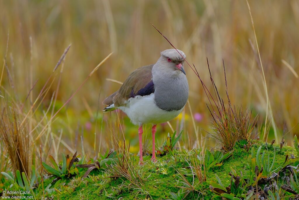 Andean Lapwingadult