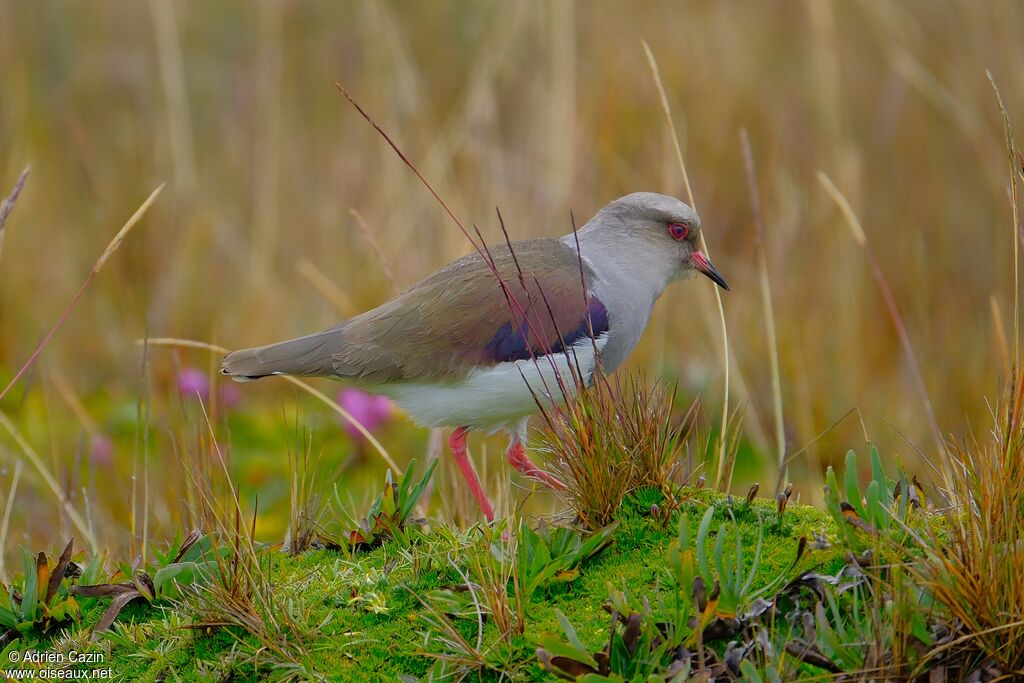 Andean Lapwingadult