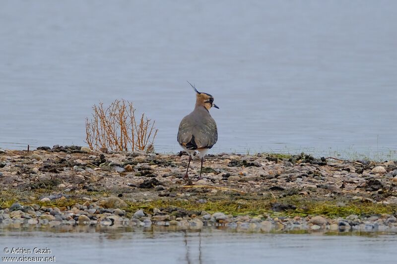 Northern Lapwing