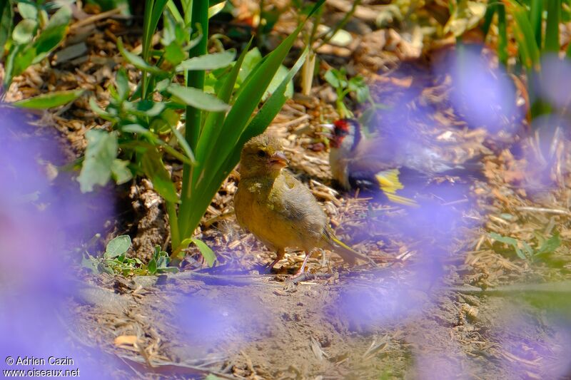 European Greenfinch male adult