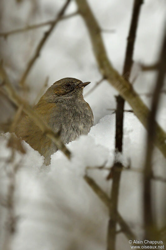 Dunnockadult, identification, Behaviour