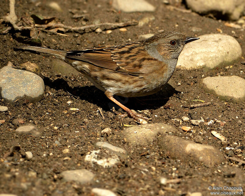 Dunnockadult, identification