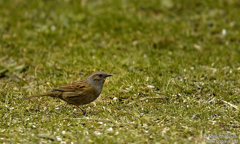 Accenteur mouchetadulte, identification, Comportement