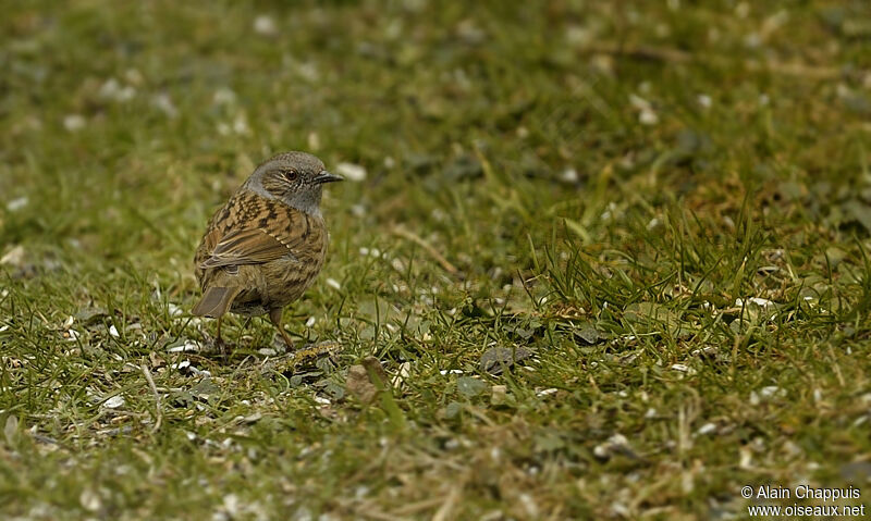 Dunnockadult, identification, Behaviour