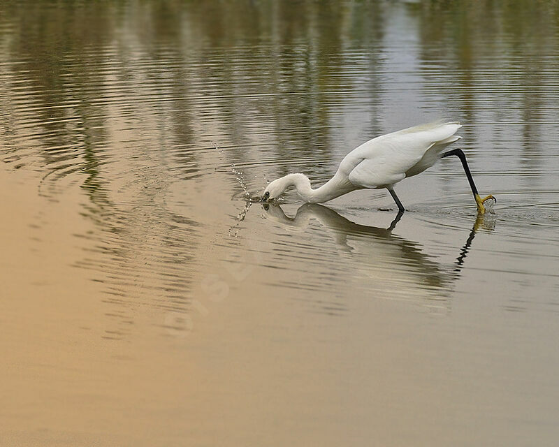 Little Egretadult breeding, Behaviour